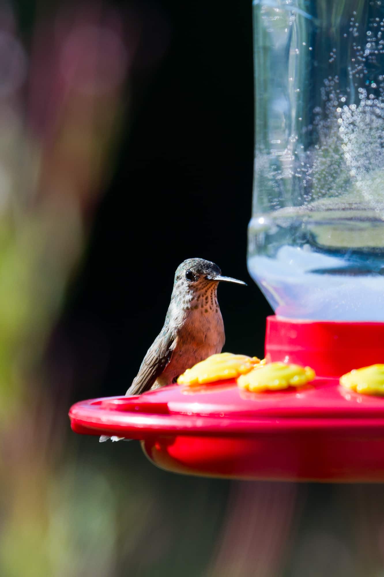 Easy 2Ingredient Homemade Hummingbird Food Recipe Made In A Pinch