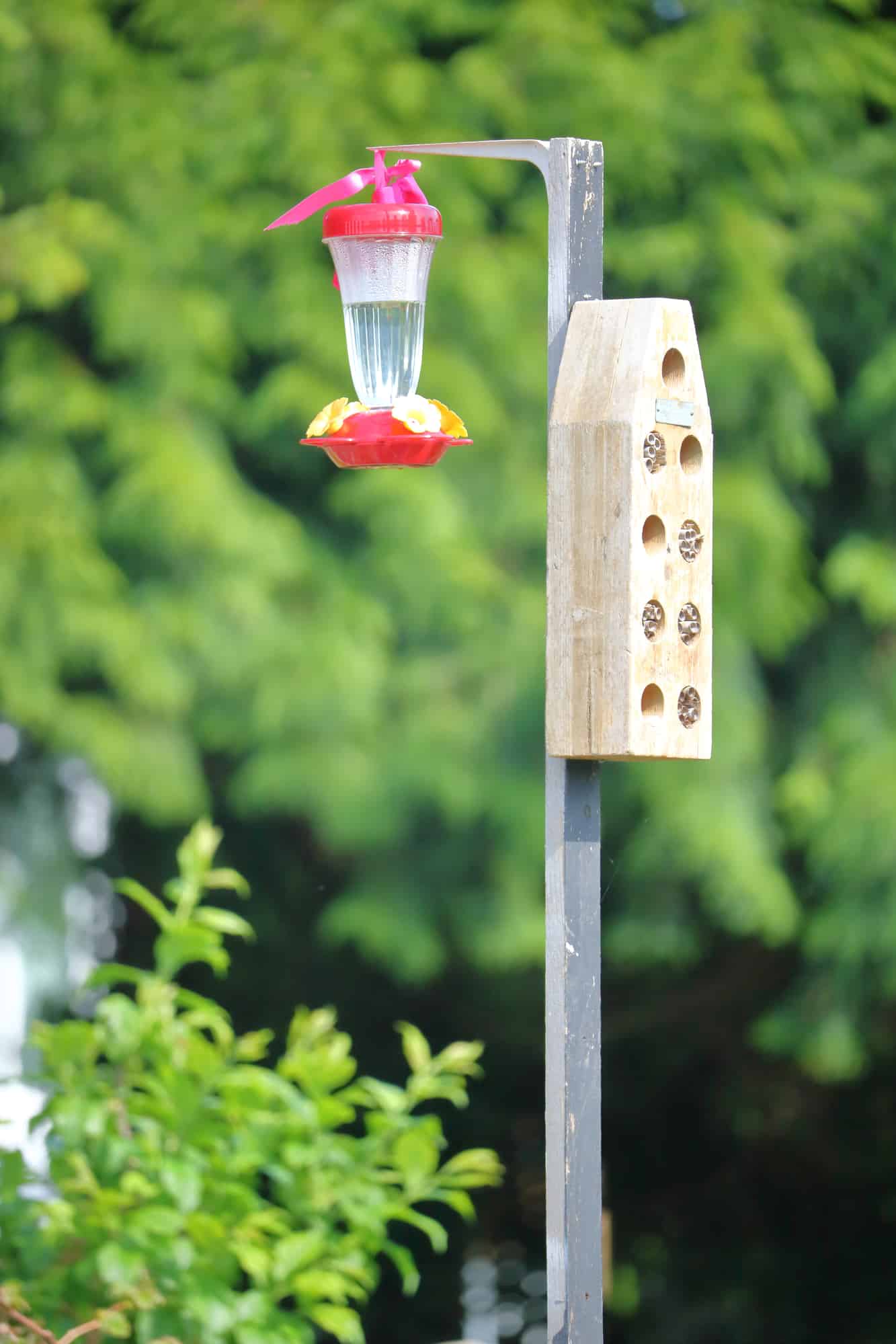 Make your own hummingbird food. It's easy, cheap and healthier for the birds! For the recipe and other helpful tips visit Made in a Pinch and follow us on Pinterest!2