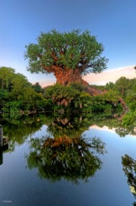 Disney World Tree of LIfe