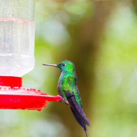 A vibrant green hummingbird perched on a red feeder, its delicate profile highlighted against a soft, blurred green background. Feeding on Easy Homemade 2-Ingredient Hummingbird Food.