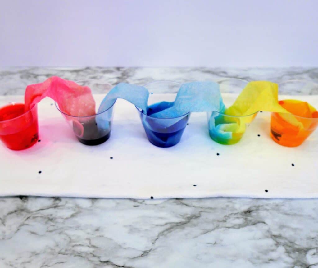 easy-rainbow-walking-water-experiment-for-kids-made-in-a-pinch