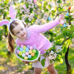 Child on Easter egg hunt in blooming cherry tree garden with spring flowers. Kid with colored eggs in basket. Little girl with bunny ears. Easter decoration, family celebration, Christian traditions.