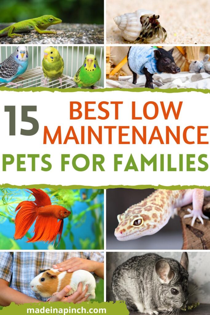 low maintenance pets for families pin