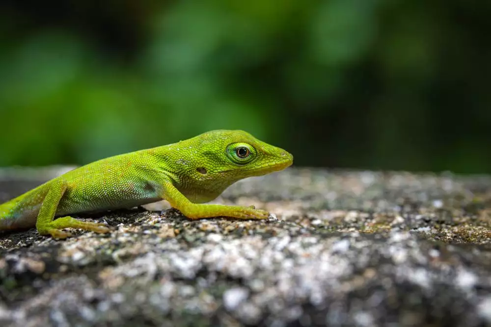 A closeup shot of a green anole on the stone