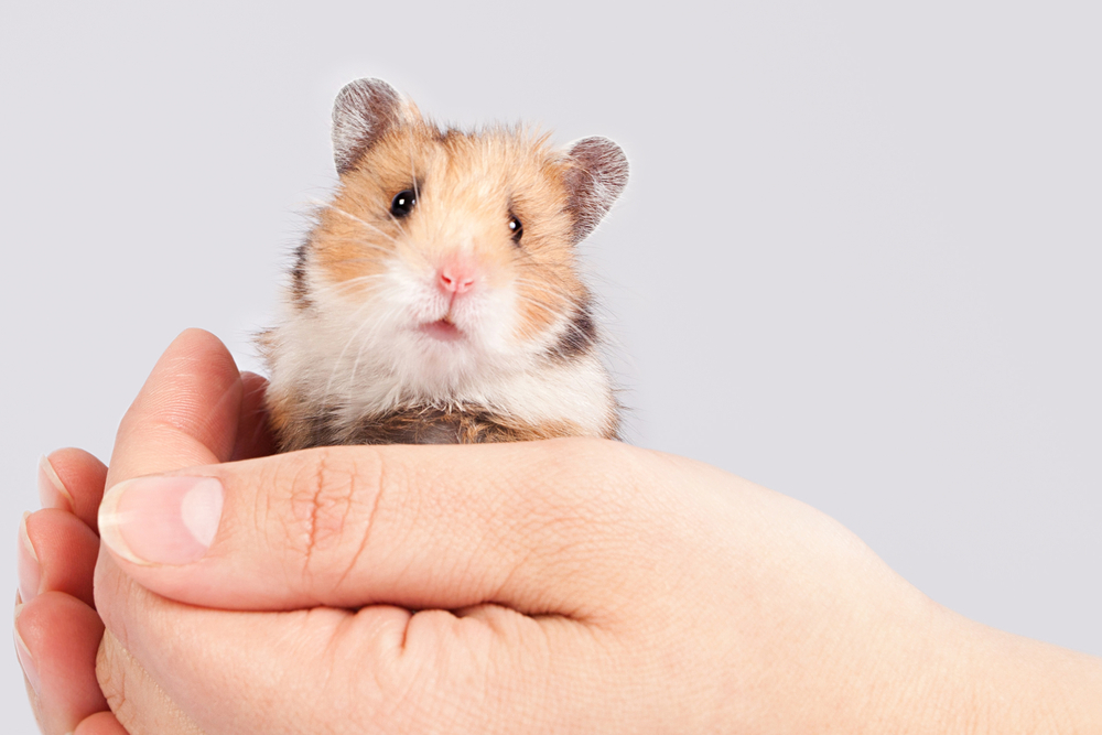 hamster in someone's hand