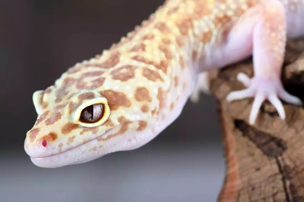 Leopard gecko low maintenance pet
