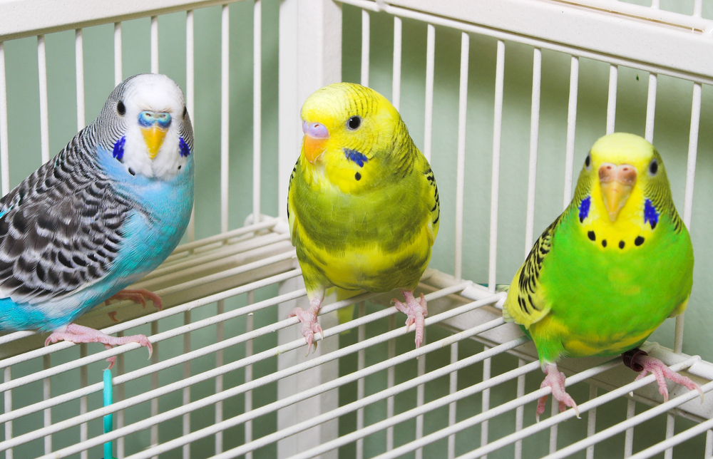 A set of colorful and exotic tropical parakeets.