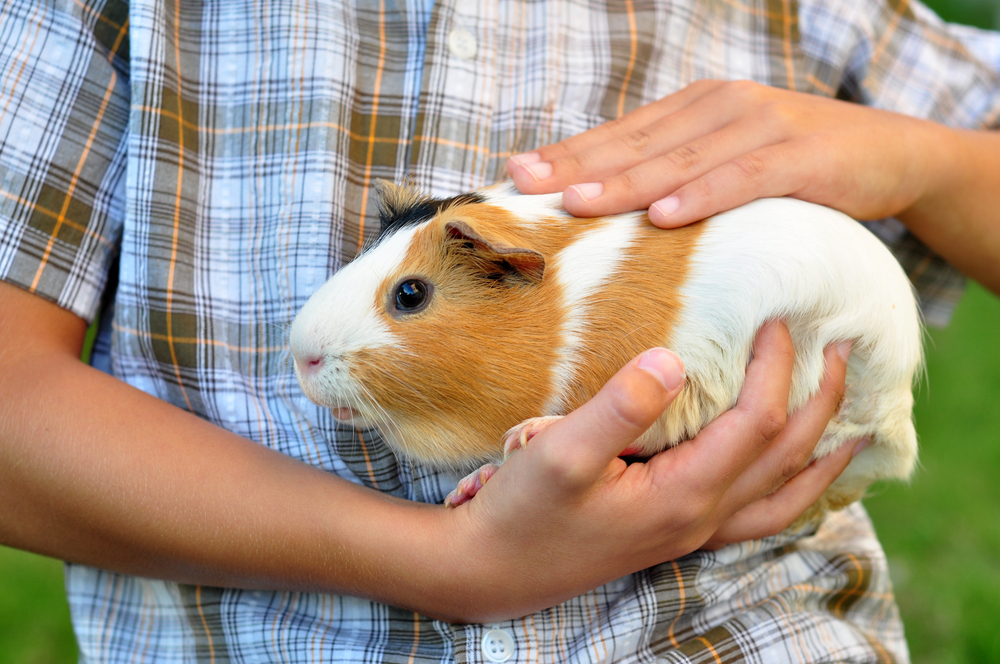 child holding a guinea pig