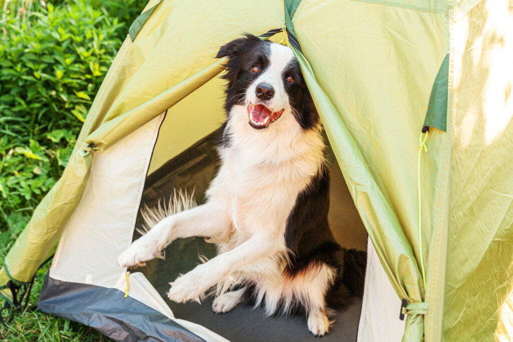 dog in camping tent