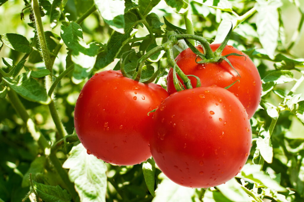 sustainable tomatoes growing on a bush