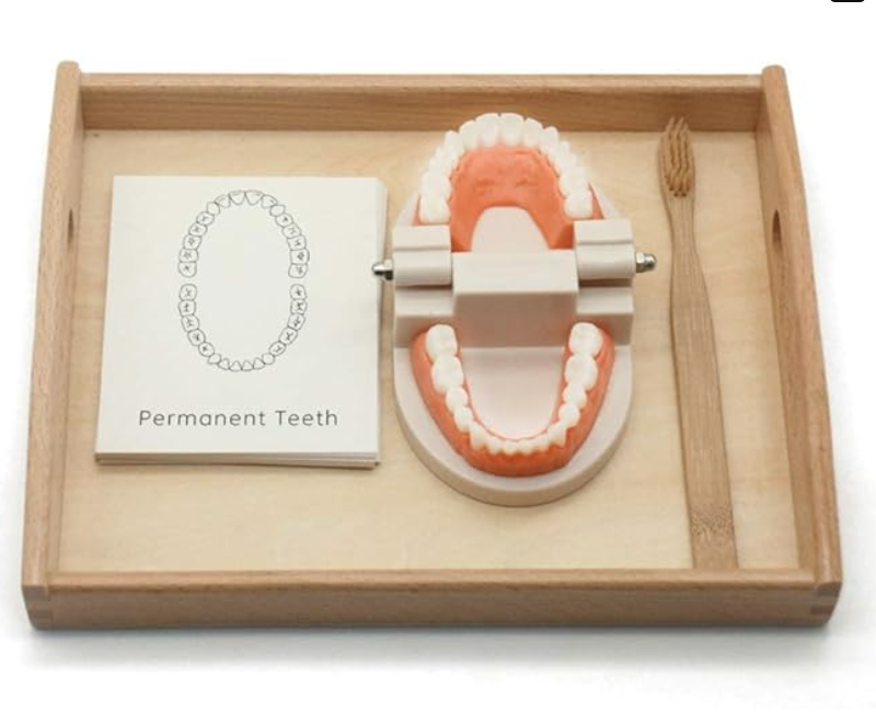 Tooth brushing simulation Montessori toy